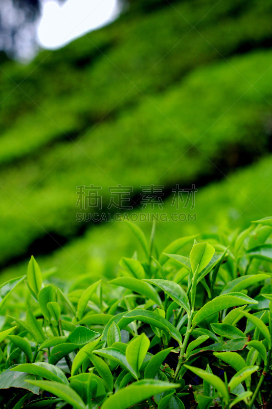 种植园,茶叶,金马仑高原,自然,垂直画幅,茶树,旅游目的地,绿色,山,景观设计