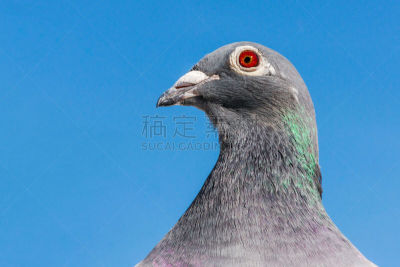 动物头,特写,鸽子竞赛,运动,背景分离,自由,灰色,肖像,脖子,信鸽