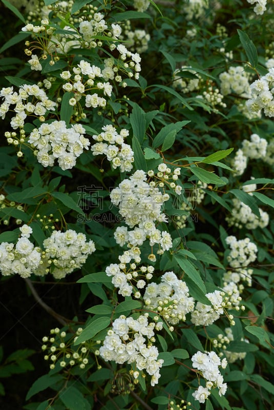 绣线菊,雄花,重瓣花,垂直画幅,公园,无人,蔷薇科,户外,特写,明亮