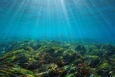 西班牙,海底,地中海,水下,自然界的状态,在下面,灵性,背景,环境,自然