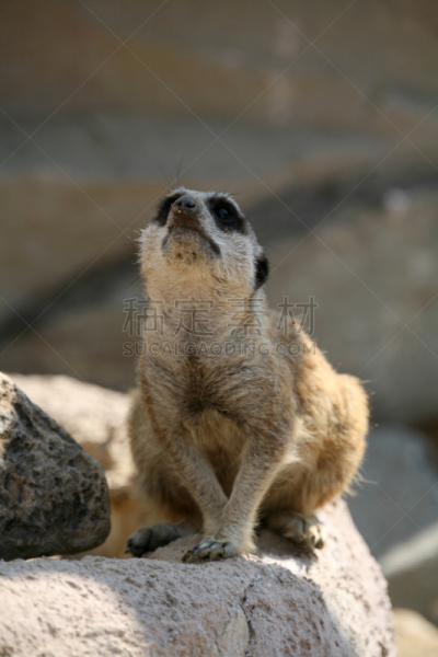海岛猫鼬,垂直画幅,哺乳纲,机敏,盖尔森基辛,无人,动物,危险,捕食,摄影
