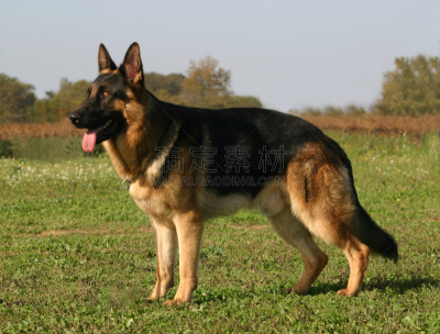 德国牧羊犬,自然美,美,机敏,褐色,水平画幅,牧羊犬,爪子,动物身体部位,草
