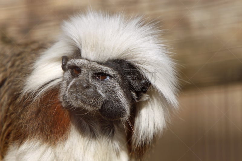 cotton-top tamarin,南美,哺乳纲,哥伦比亚,狨猴,水平画幅,动物,灵长目,肖像,摄影