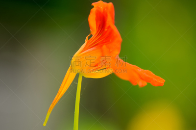 旱金莲花,动物鼻子,选择对焦,留白,水平画幅,无人,特写,仅一朵花,彩色背景,荧光灯
