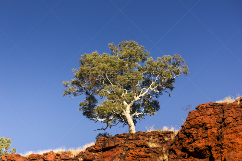 Dales Gorge,自然,西澳大利亚,水平画幅,橙色,地形,无人,桉树,在边上,夏天