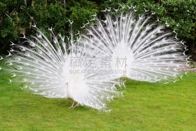 雄性动物,尾巴,翎毛,白孔雀,公亩,艾琳·福拉,繁殖季节,白化病者,雉,青绿色背景