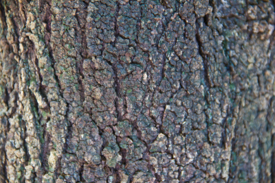 纹理,树皮,褐色,水平画幅,风化的,谷仓,无人,衰老过程,雨豆树,干的