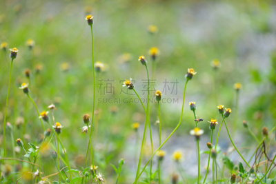 蜜蜂,杀虫剂,动物身体部位,夏天,两翼昆虫,农作物,白色,毛绒绒,花粉,草地
