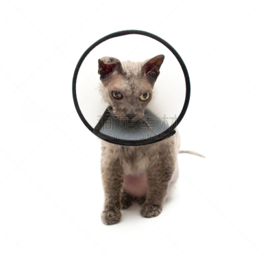 保护项圈,猫,往下看,史芬克斯无毛猫,水平画幅,无人,白色背景,健康保健,动物医院,兽医
