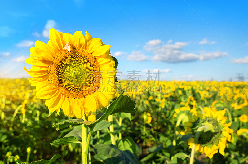 田地,向日葵,common sunflower,天空,美,水平画幅,夏天,草,云景,农作物