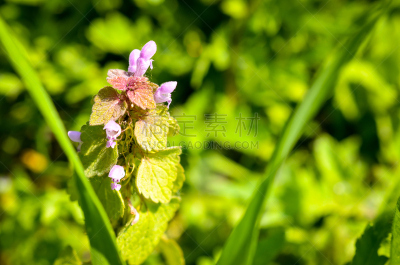 野生植物,草地,刺螫水母,镉,层积云,水平画幅,无人,花序,户外,特写