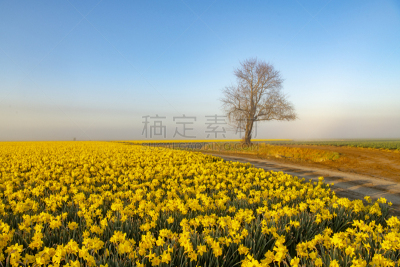 水仙花,田地,雾,一只动物,农业,美国西北太平洋地区,斯卡吉特县,华盛顿州,云景,西北