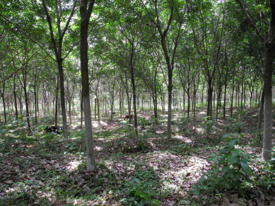 高知县,母牛,印度,喀拉拉邦,森林,橡胶树,食草,农业,草坪,花盆