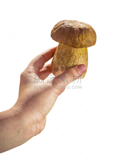 清新,食用菌,手牵手,白色背景,胡椒牛肝菌,porcini mushroom,自然,有机食品,秋天,垂直画幅