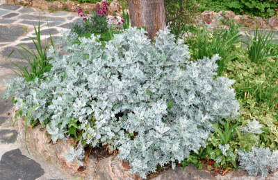 瓜叶菊,菜园,蔬菜,华丽的,法国,春天,千里光,植物,夏天,园艺