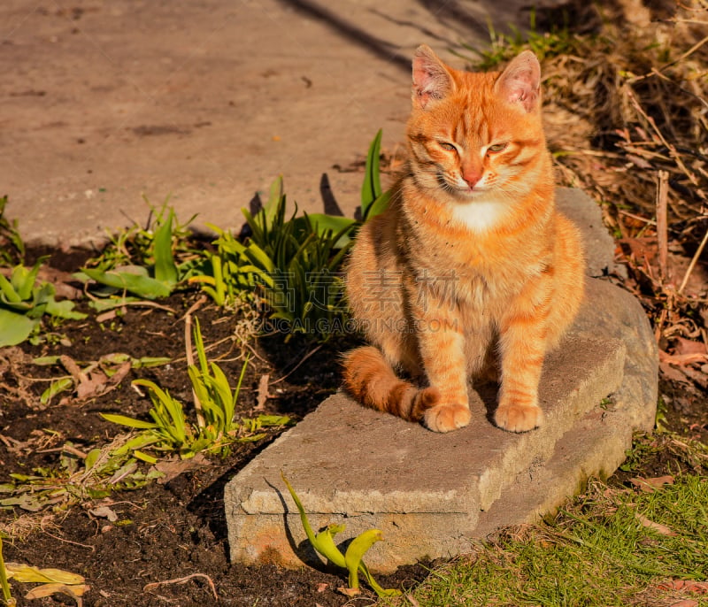 猫,垃圾,机敏,络腮胡子,水平画幅,爪子,早晨,动物身体部位,户外,草