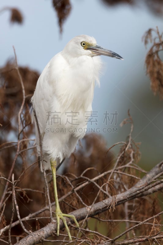 小蓝苍鹭,人老心不老,迈雷特岛国家野生动物保护区,国家野生动物保护区,苍鹭,佛罗里达,垂直画幅,野生动物,美国,无人