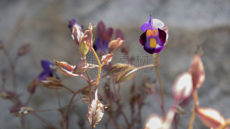 灌木,自然,森林,花朵,雨季,野生植物,美,兰花,水平画幅,blue tang fish