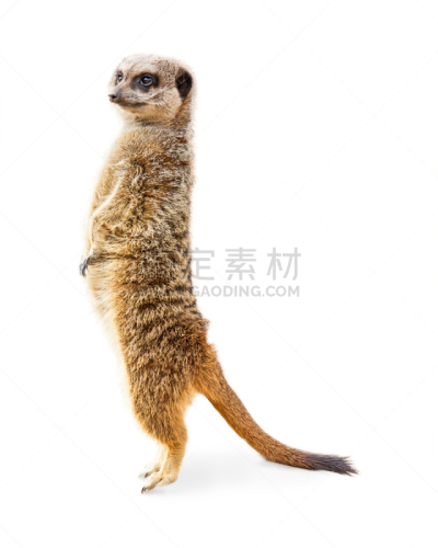 海岛猫鼬,侧面像,分离着色,垂直画幅,白色,野生动物,美国,可爱的,动物,高大的
