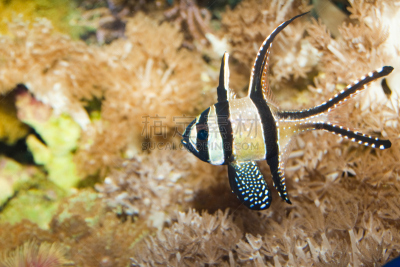 水族馆,天竺鲷,桨叉架船,水,水平画幅,无人,水下,海鱼,海洋,鱼缸