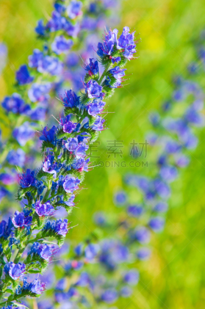 野花,草地,自然美,蜂蜜,垂直画幅,creeping bluet,漏斗,无人,夏天,哈萨克斯坦