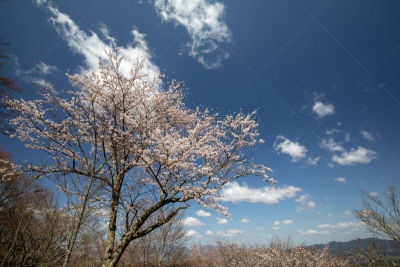 山,花朵,3到4个月,非都市风光,地形,户外,春天,粉色,旅游目的地,自然