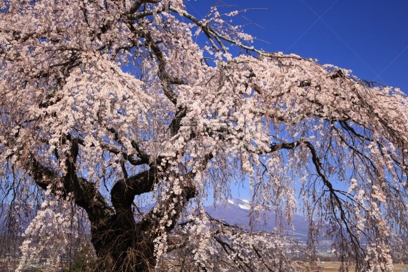 山,垂枝樱花,天空,里山,水平画幅,樱花,樱桃,长野县,无人,火山地形