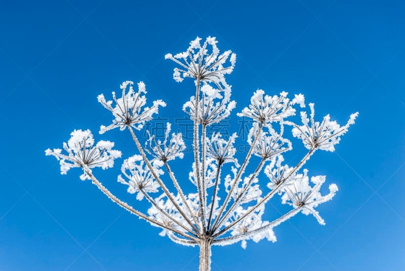 霜,花头,峨参,自然,天空,寒冷,水平画幅,雪,无人