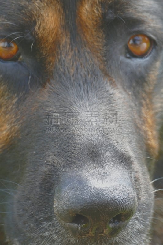 牧羊犬,德国,可爱的,专心,状态良好,东德,肖像,梅克伦堡前波莫瑞州,好奇心,德国牧羊犬