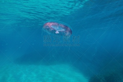地中海,水下,水母,体育活动,触须,赫罗纳省,海洋生命,野生动物,水面,动物