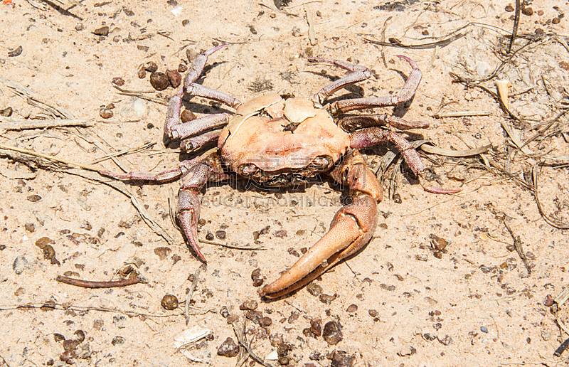 螃蟹,死亡的动物,死亡的植物,水平画幅,沙子,户外,泰国,海洋,肉,海滩