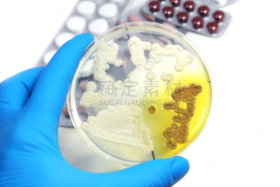 实验室,真菌,琼脂,四肢,水平画幅,特写,反差,白色,与众不同,微生物
