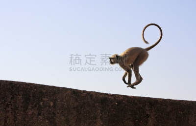 本迪,叶猴,要塞,印度,进行中,野生动物,水平画幅,山,建筑,无人
