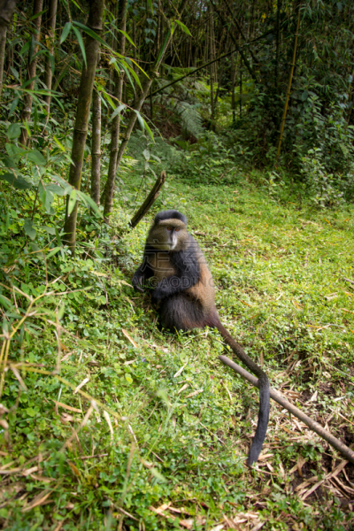 parc national des volcans,金丝猴,卢旺达,猴子,自然,垂直画幅,野生动物,美国,绿色,非洲