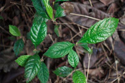枇杷树,幼小动物,枇杷,新生动物,自然,水平画幅,枝繁叶茂,户外,干净,自然美
