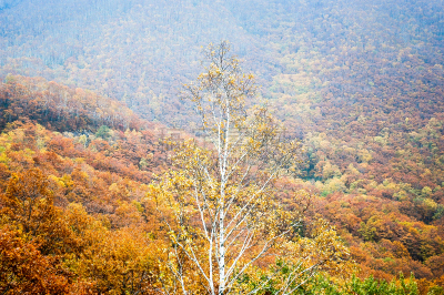 带广,叶子,秋天,日本,北海道,北,黑云杉,十圣县,水平画幅,无人
