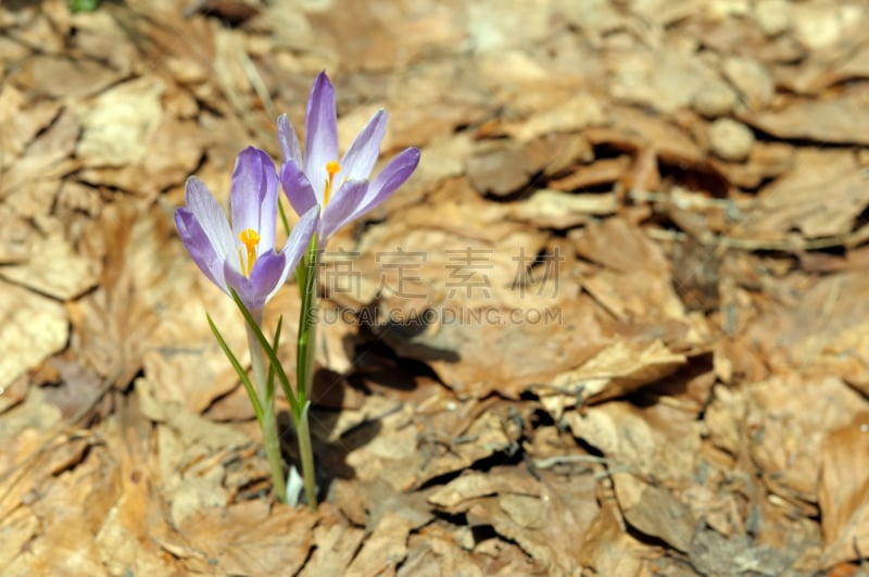 野生植物,番红花属,天门冬目,自然,留白,水平画幅,无人,植物,彩色图片,鸢尾属