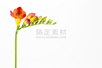 自然美,白色背景,分离着色,美,留白,水平画幅,小苍兰,无人,夏天,特写