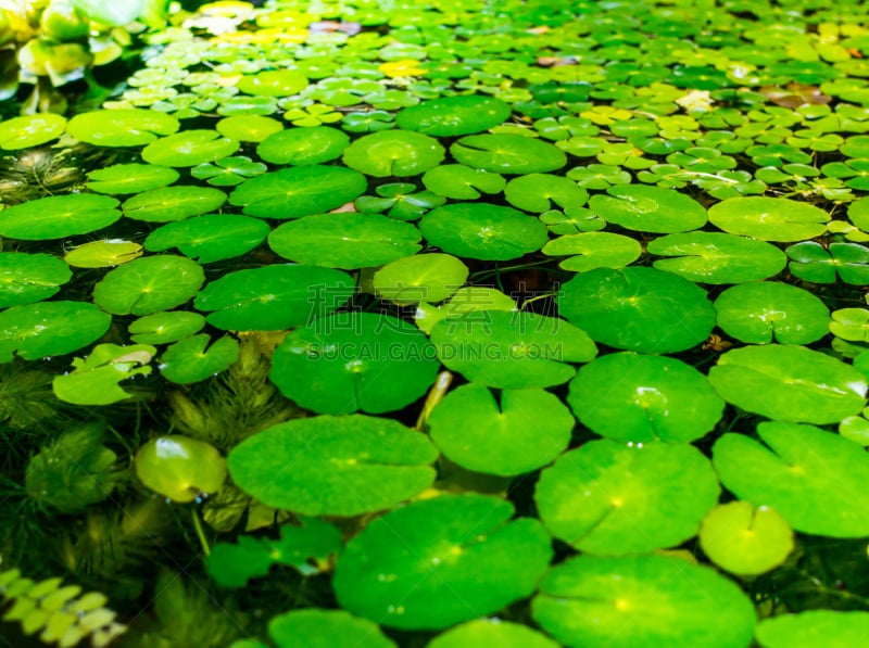 自然,式样,水平画幅,无人,凤眼莲,抽象,湿,夏天,草,特写