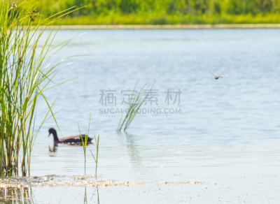 蜻蜓,夏天,湖,日光,在上面,东法尔德斯普拉森,黑鸭,福力沃兰,湖岸,芦苇