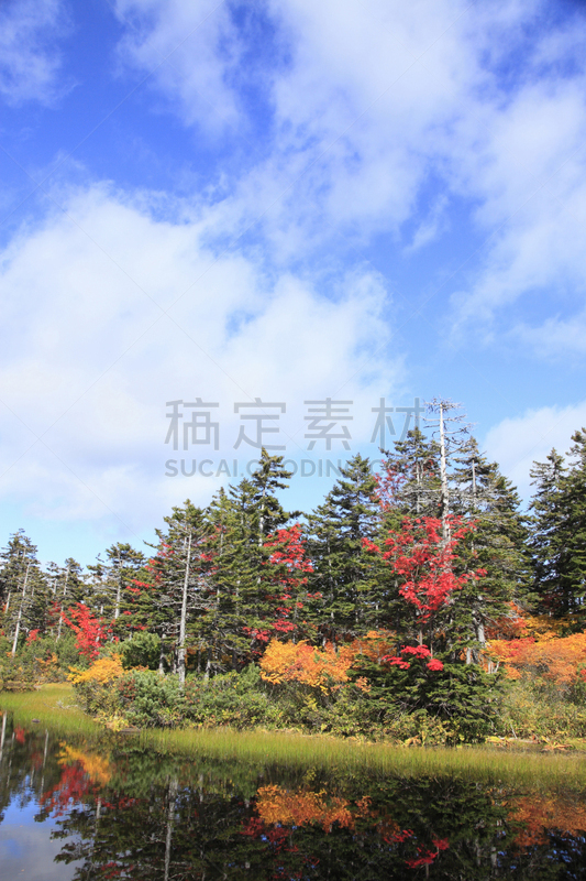 叶子,沼泽,翠湖,层云峡,大雪山国家公园,上川,垂直画幅,水,天空,国家公园