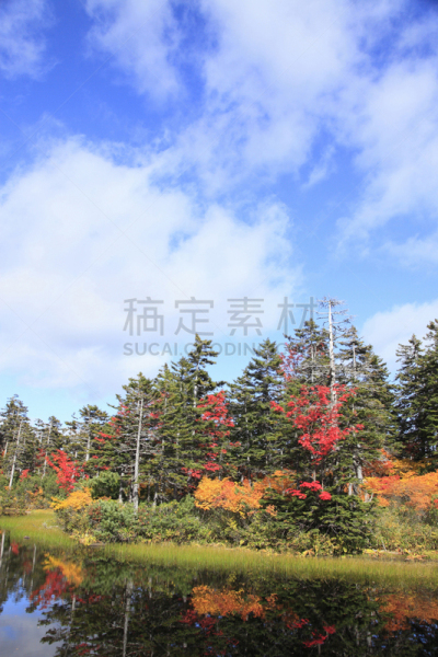 叶子,沼泽,翠湖,层云峡,大雪山国家公园,上川,垂直画幅,水,天空,国家公园