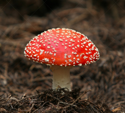 伞菌,美,水平画幅,九月,美人,夏天,白人,云杉,斑驳的,特写