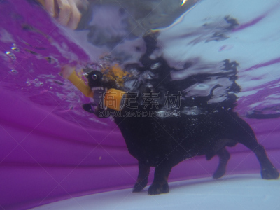 迷你腊肠犬,狗咬狗比赛,腊肠犬,热狗,水,纯种犬,水平画幅,小的,进行中,嬉戏的