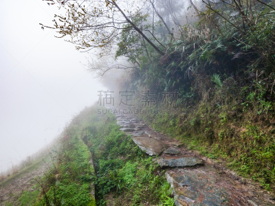 山,湿,雨,小路,雾,春天,白昼,龙脊梯田,龙胜,桂林