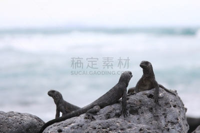 鬣蜥蜴,野生动物,世界遗产,图像,厄瓜多尔,野外动物,无人,海鬣蜥,加拉帕戈斯陆地鬣蜥,加拉帕戈斯群岛