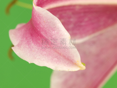 特写,百合花,占星百合,粉色,叶子,自然,水平画幅,绿色,无人,植物