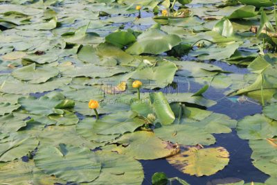 yellow water,仅一朵花,黄睡莲,滕黄八叠球菌,浮萍,野生动物,草,池塘,湖,植物