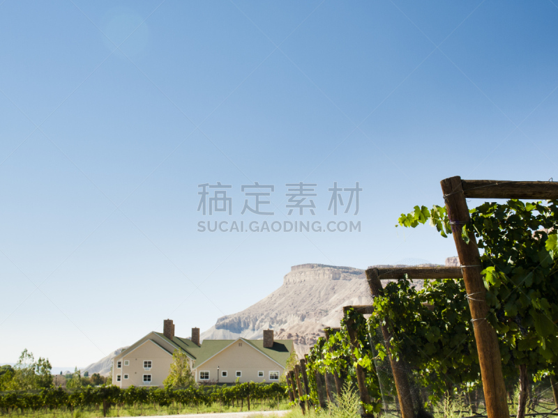 葡萄园,大章克申,大平顶山国家森林,梅莎郡,自然,葡萄酒厂,水平画幅,秋天,无人,户外