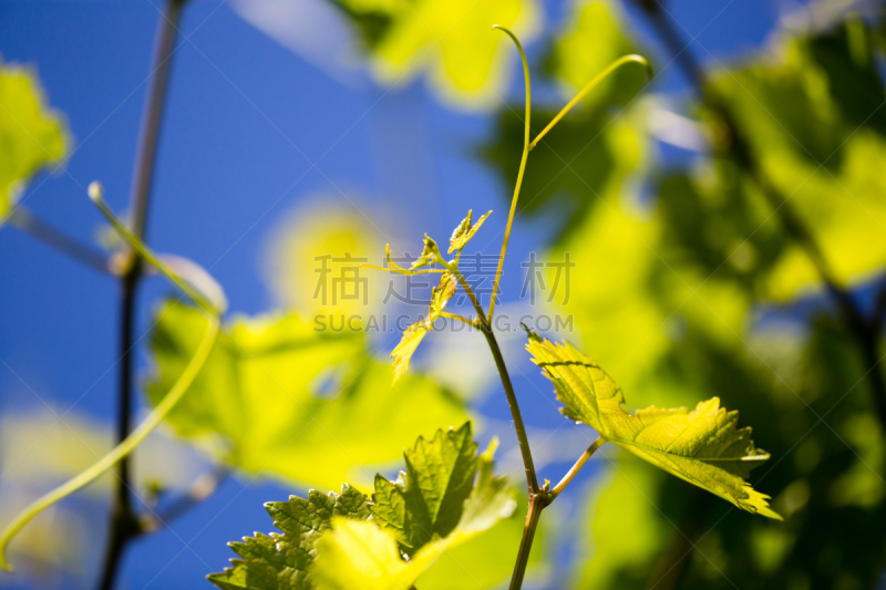 天空,葡萄,海洋,葡萄柚联盟,髭长尾猴,无人,思盖顿,哈萨克斯坦,图像,水平画幅